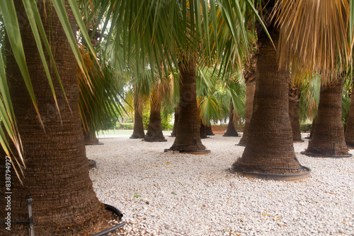 Palm trees in Ras Al Khaimah, United Arab Emirates photo