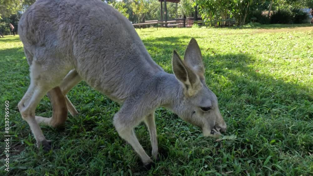 Kangaroo Grazing at Australia Zoo Kangaroo Grazing at Australia Zoo