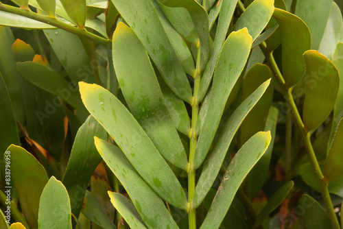 Cardboard palm, Zamia furfuracea, Mexican cycad photo