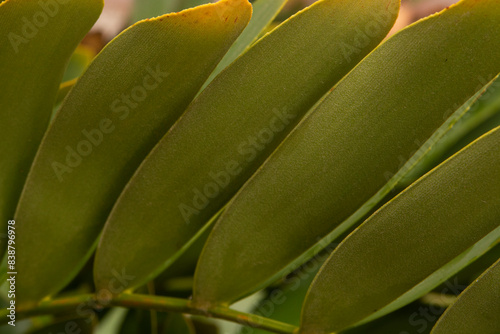 Cardboard palm, Zamia furfuracea, Mexican cycad photo