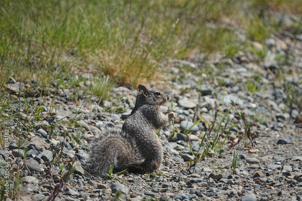 Obraz premium Closeup on a North American Beechey ground squirrel, Otospermophilus beecheyi on the ground in the prairie