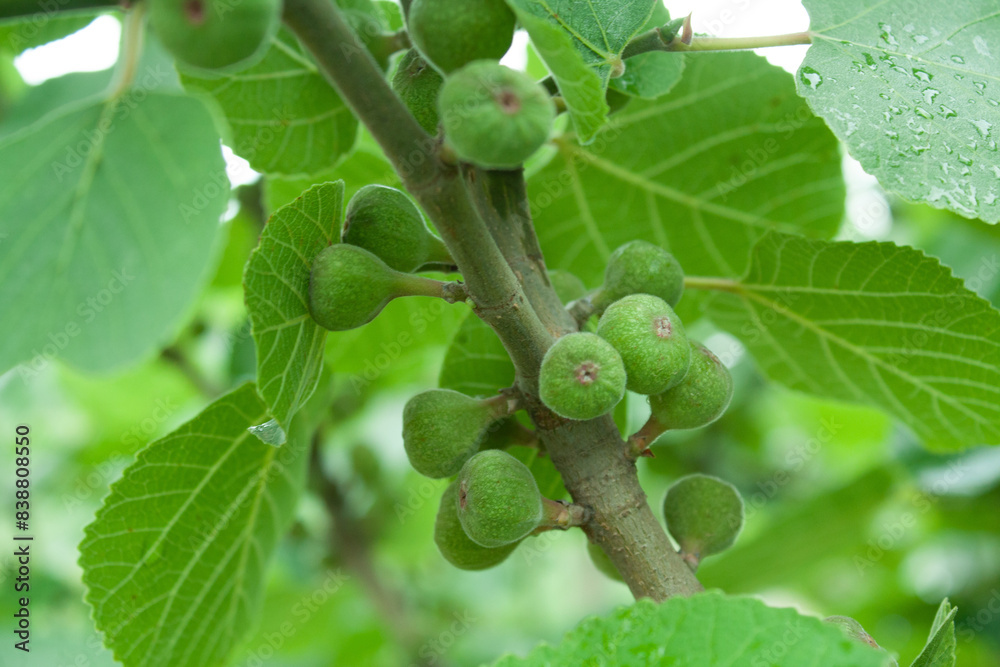 Green figs beautiful fruits with stems and leaves