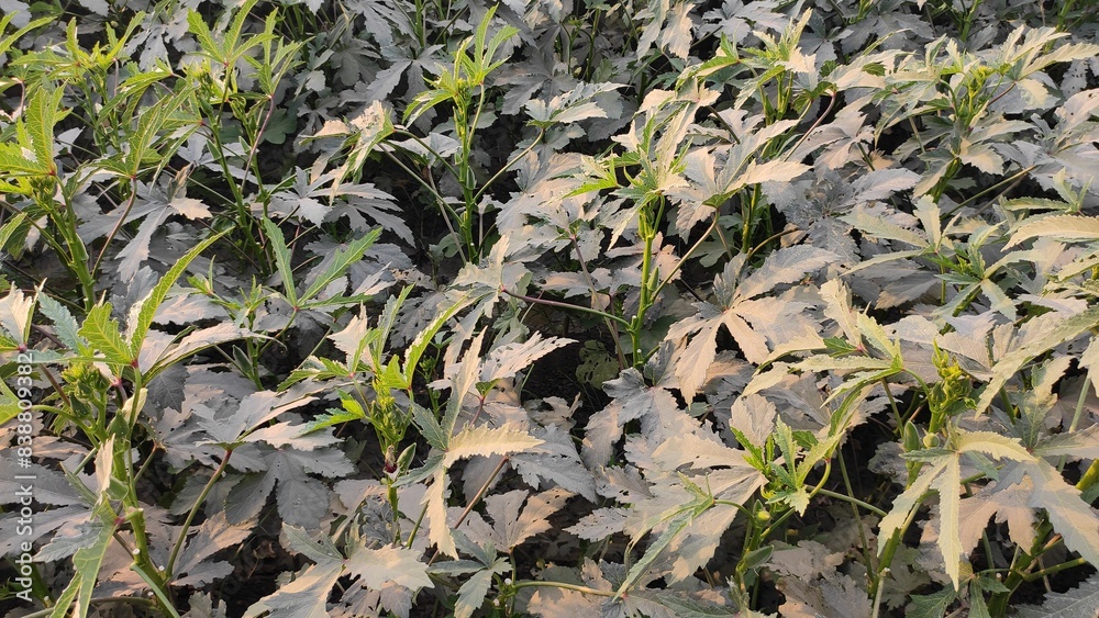 Ladies finger plants field Ladies finger plants field