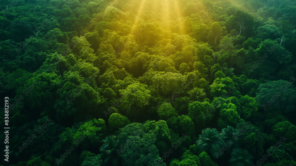 Obraz premium Rays of sunlight piercing through the treetops, creating dappled light patterns below.