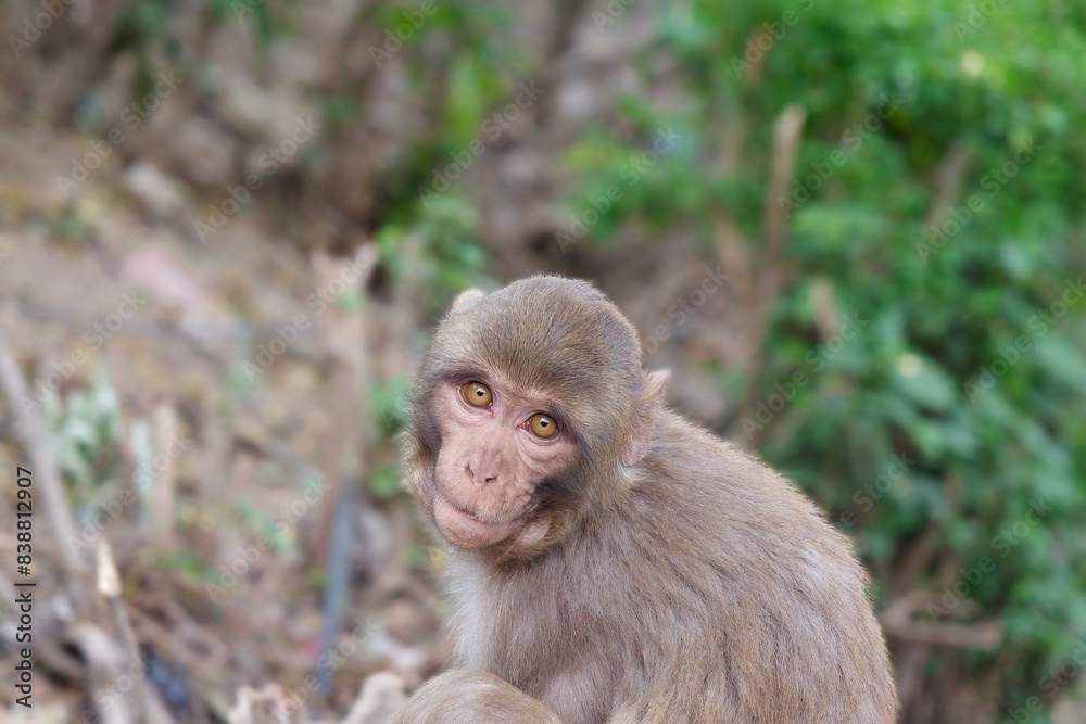 Close-up photo of a cute monkeys at Swayambhunath Temple (Monkey Temple) in
Kathmandu, Nepal Close-up photo of a cute monkeys at Swayambhunath Temple (Monkey Temple) in
Kathmandu, Nepal