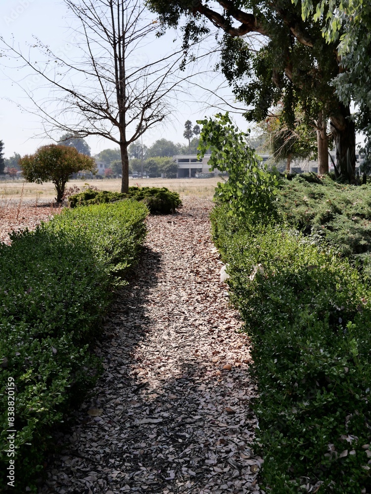 Pathway covered with leaves Pathway covered with leaves