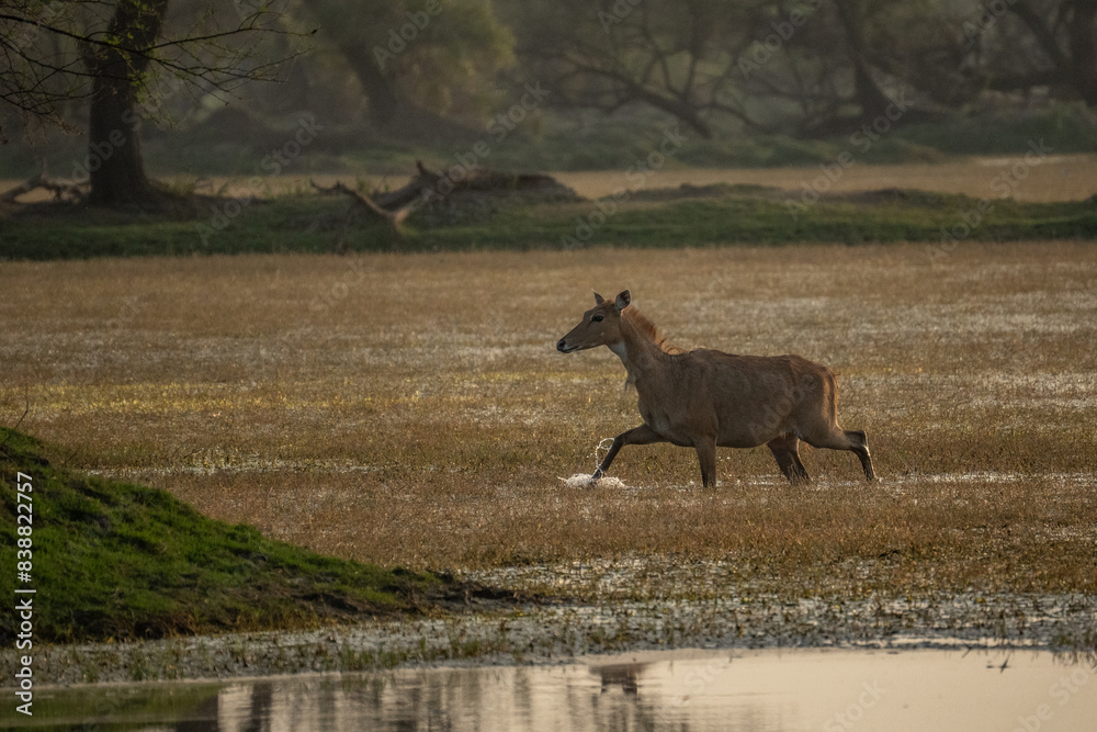 Fototapeta premium Sambar deer, Rusa unicolor, large animal, Indian subcontinent, Rathambore, India. Deer, nature habitat. Bellow majestic powerful adult animal in dry forest, big animal, Asia. India wildlife.