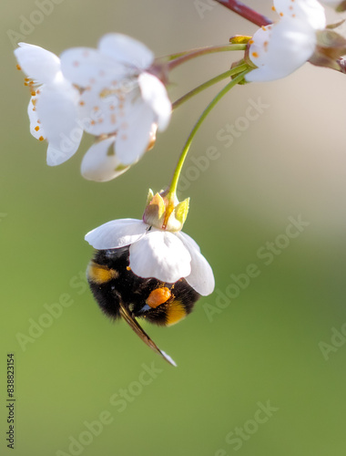 Bumblebee on a tree flower in nature. Macro © schankz
