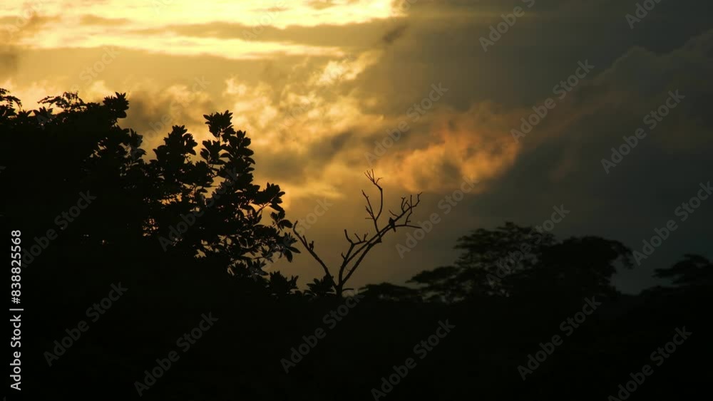 Birds Perched on the Silhouetted Trees at Dusk at Forest - Static Shot Birds Perched on the Silhouetted Trees at Dusk at Forest - Static Shot