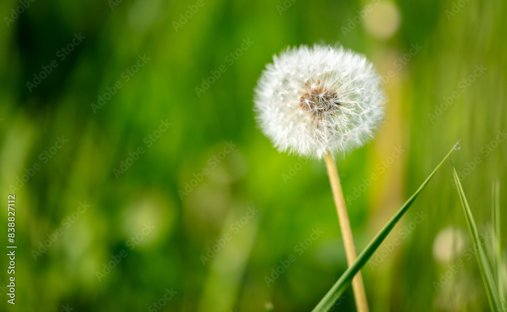Fluffy dandelions in nature in spring Fluffy dandelions in nature in spring