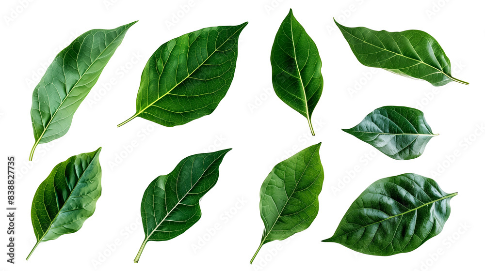 set of green leaves isolated on transparent background, leaf cut out set of green leaves isolated on transparent background, leaf cut out