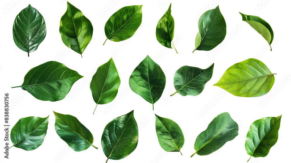 set of green leaves isolated on transparent background, leaf cut out set of green leaves isolated on transparent background, leaf cut out