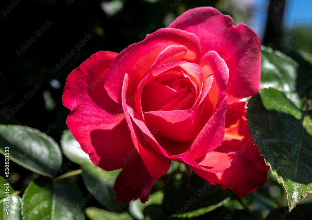 Blooming red rose on a green leaves background Blooming red rose on a green leaves background