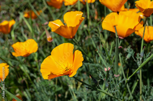 Blooming orange field poppy in a green grass