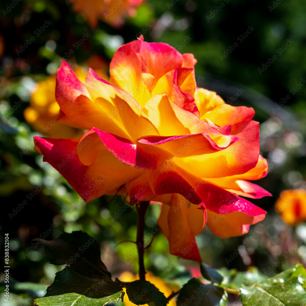 Blooming orange rose on a green leaves background Blooming orange rose on a green leaves background