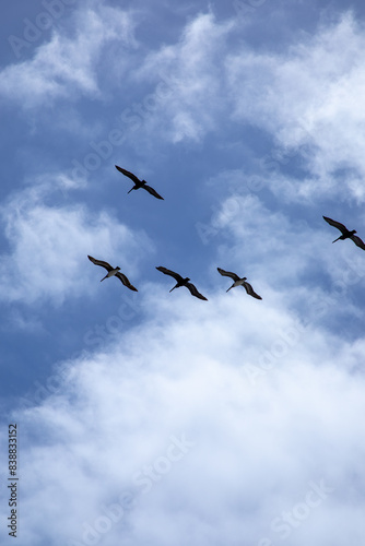 A flock of pelicans flying in formation against a cloudy blue sk © Cavan
