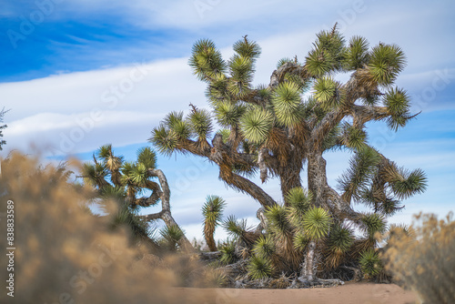 Joshua tree under sunny Mojave skies, vivid desert greens photo
