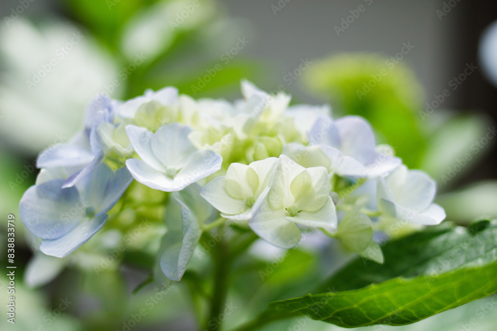 アジサイの花