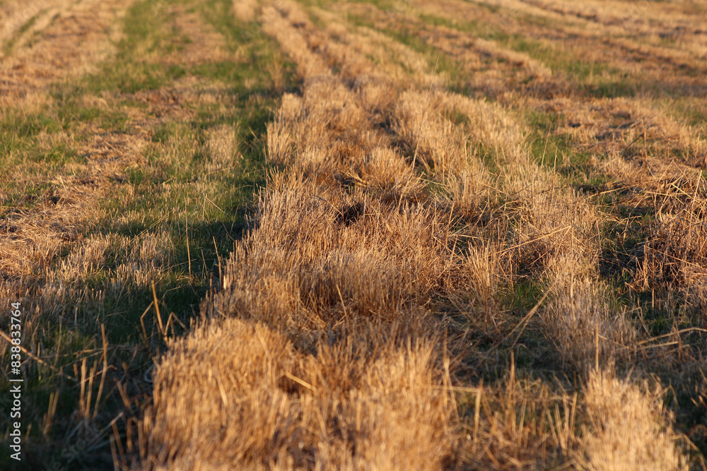Rows of harvested Common wheat or Triticum aestivum or Bread wheat cultivated wheat species crop plants growing in local field on warm sunny day Rows of harvested Common wheat or Triticum aestivum or Bread wheat cultivated wheat species crop plants growing in local field on warm sunny day