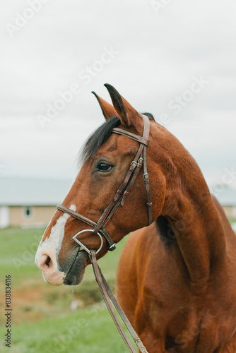 HORSE GIRLIES - Rachael  Rilynn  Skylar