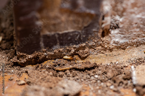 Close up of Termites Eating wood, (Termite damage house)