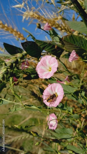 Field bindweed, Lesser bindweed, European bindweed, Creeping Jenny, Small-flowered morning glory, Possession vine photo