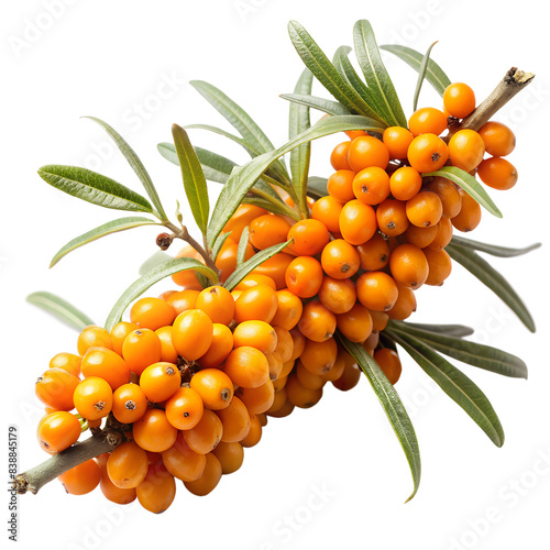Branch of sea buckthorn berries with leaves