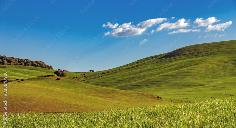 Background of fields with green grasses on gentle hills with trees in the background on a spring day Background of fields with green grasses on gentle hills with trees in the background on a spring day