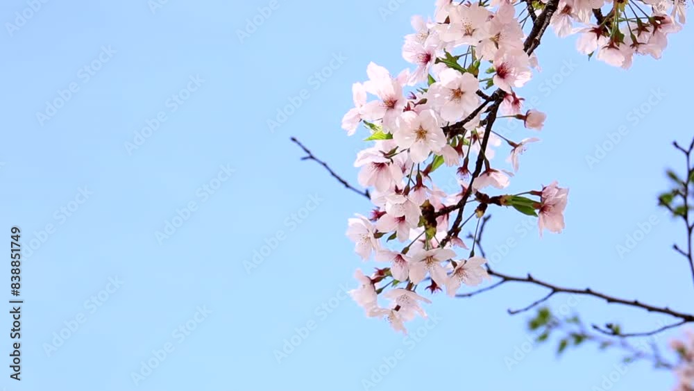 Cherry blossoms in full bloom in the warm spring sunlight. Japanese cherry, Sakura Cherry blossoms in full bloom in the warm spring sunlight. Japanese cherry, Sakura