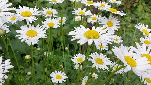 daisies sway in the wind. summer flowers in the garden