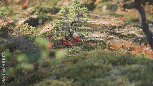 A pine tree sapling surrounded by the colorful undergrowth in the autumn tundra. photo