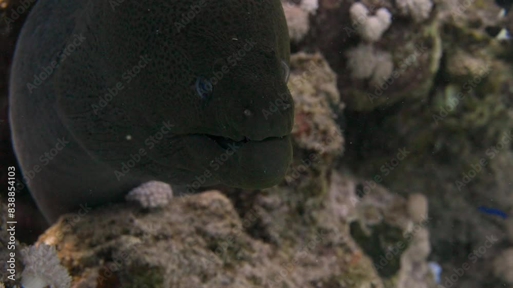 Close up shot of a murene opening and shutting it's mouth in 4k Close up shot of a murene opening and shutting it's mouth in 4k