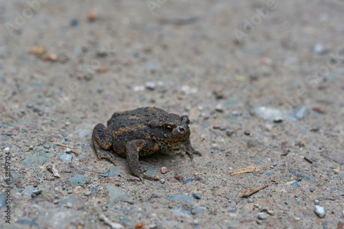 Brown frog on the ground.