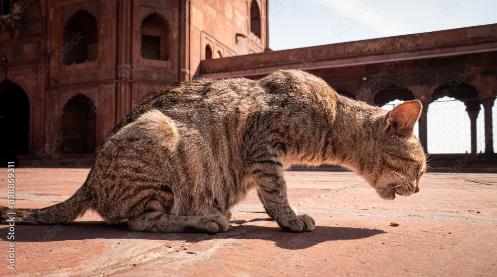 Obraz premium Cat in Jama Masjid mosque, India