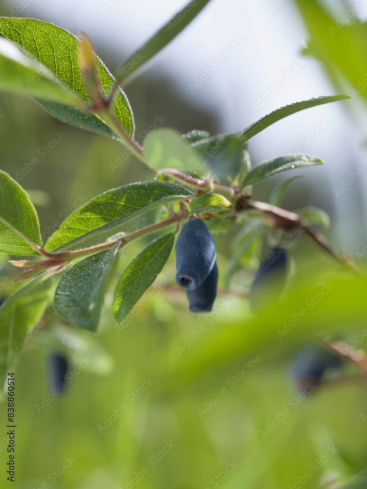 Blue Honeysuckle shrub with big juicy berries in the garden - Kamchatka berry, Lonicera caerulea Blue Honeysuckle shrub with big juicy berries in the garden - Kamchatka berry, Lonicera caerulea