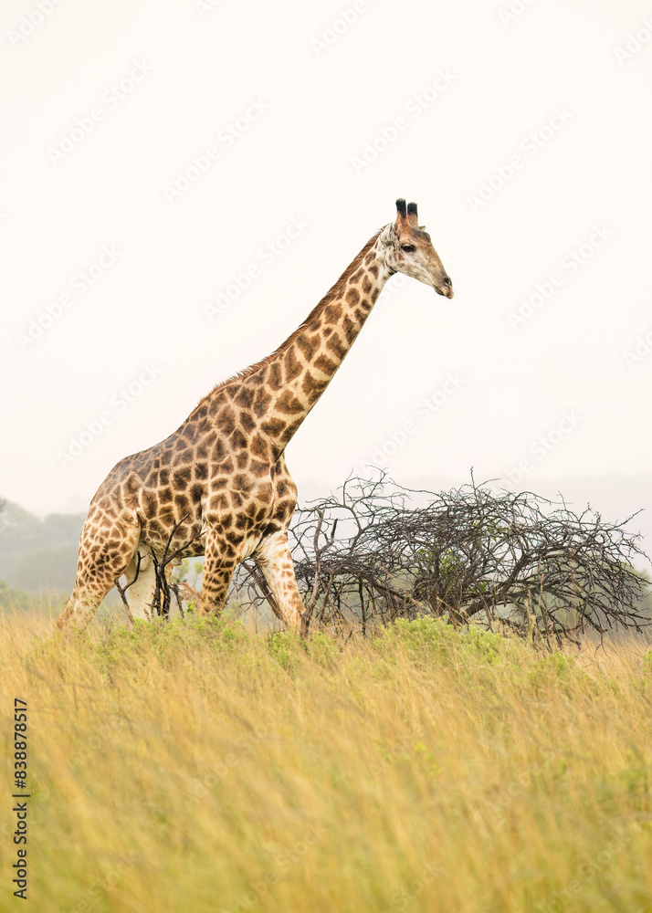 Obraz premium An adult giraffe walking gracefully through the grass in acacia savannah country on an overcast day while highlighted against the sky in a game reserve in South Africa.