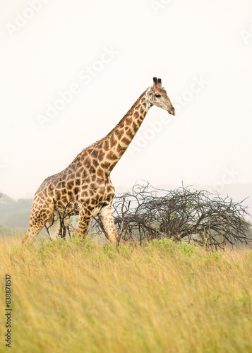 An adult giraffe walking gracefully through the grass in acacia savannah country on an overcast day while highlighted against the sky in a game reserve in South Africa.