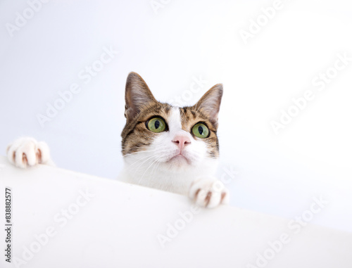 Close-up cat looking away while sitting against white background