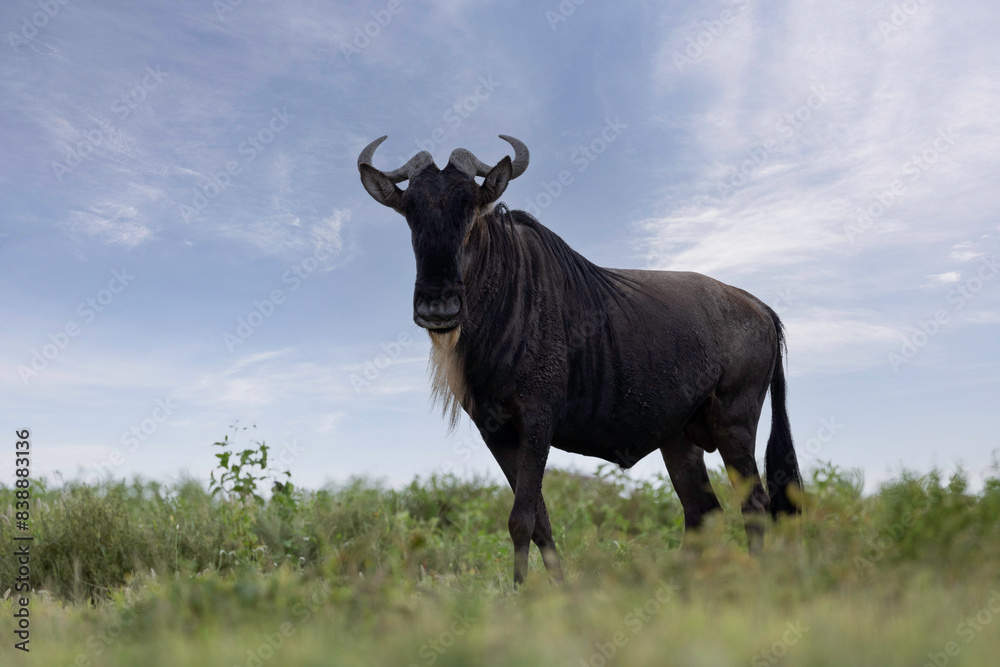 a wildebeest stands alone in the savannah a wildebeest stands alone in the savannah