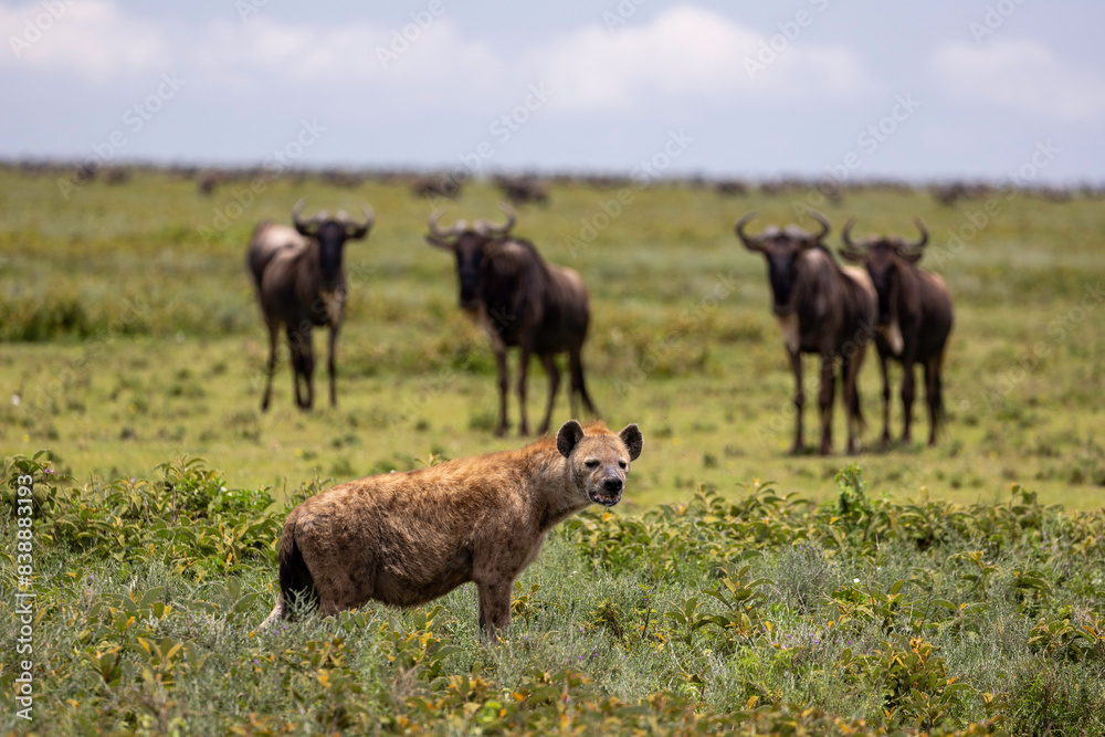 a hyena stands in the savannah, a few wildebeest in the background a hyena stands in the savannah, a few wildebeest in the background