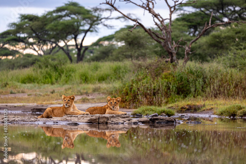 two young lion cubs rest beside a river