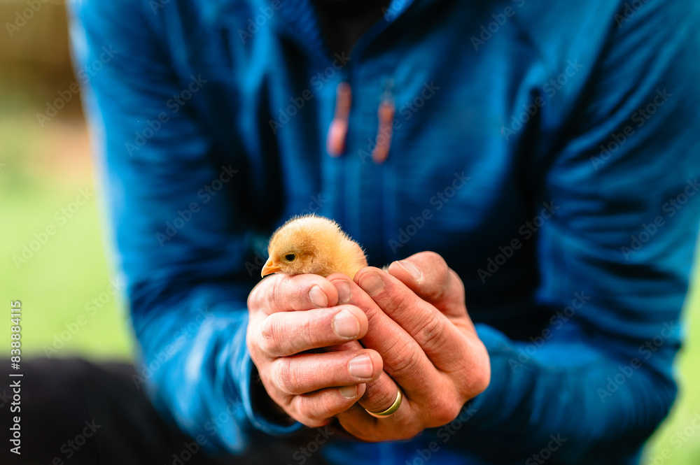 Person in blue shirt holding a yellow chick gently in hands outdoors. Person in blue shirt holding a yellow chick gently in hands outdoors.