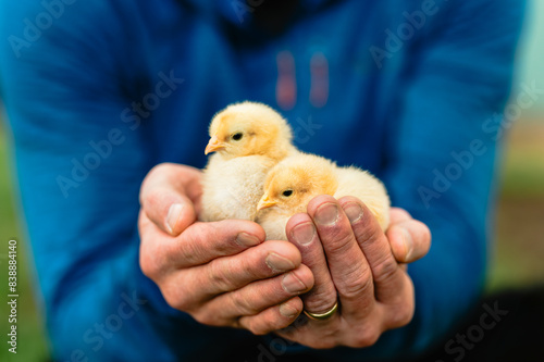 Person in blue jacket gently holding two yellow chicks outdoors. photo