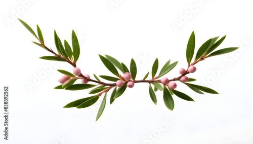 Tea tree isolated on white background