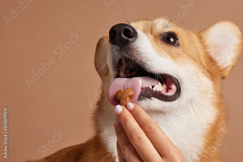 Canvas Print dog food in the shape of a bone close-up on a dog's tongue, happy dogs concept