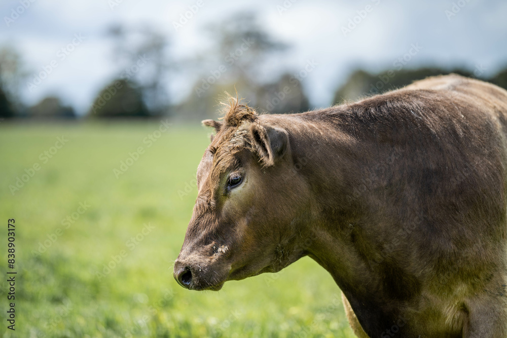 Obraz premium Stud Beef bulls, cows and calves grazing on grass in a field, in Australia. breeds of cattle include speckled park, murray grey, angus, brangus and wagyu on long pasture in spring and summer