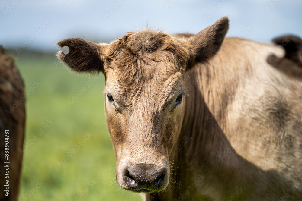 'herd of dairy cows grazing on lush long green pasture in a field on a. beef cattle farm in Australia on a ranch 'herd of dairy cows grazing on lush long green pasture in a field on a. beef cattle farm in Australia on a ranch