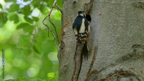 Great spotted woodpecker. Woodpecker feeding chicks. photo