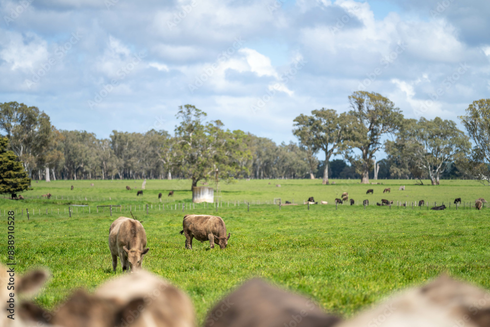 Obraz premium herd of big fat steers grazing on lush long green pasture in a field on a. beef cattle farm in Australia in spring, with regenerative native pasture