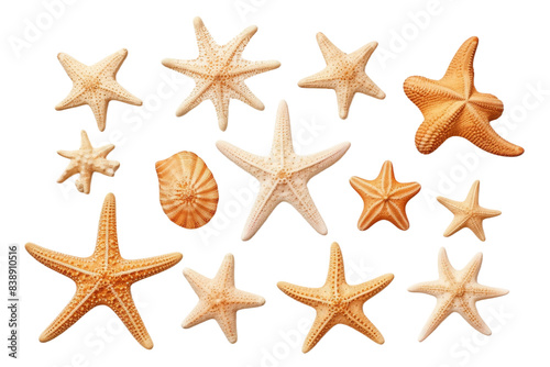 The Celestial Dance of Starlight Starfish on a White or Clear Surface PNG Transparent Background.